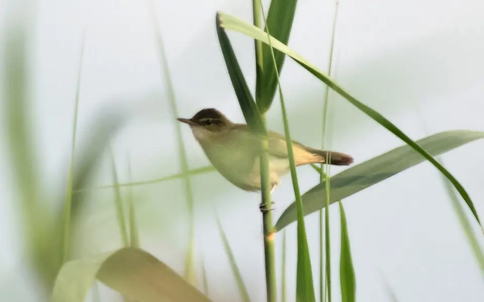 Paddyfield Warbler (Acrocephalus agricola) — photo 2 of 6