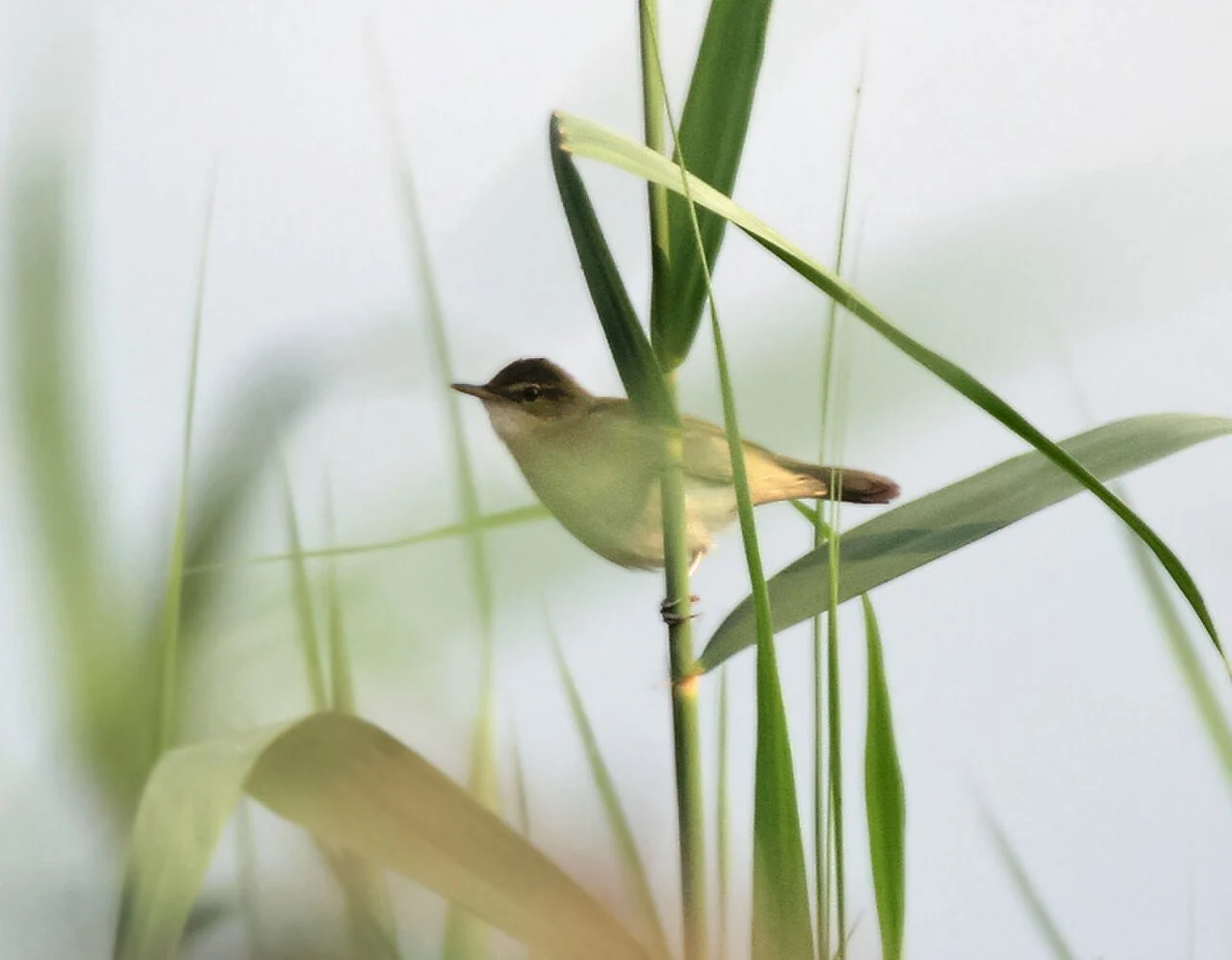 Paddyfield Warbler (Acrocephalus agricola) — photo 2 of 6