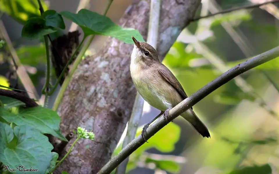 Paddyfield Warbler (Acrocephalus agricola) — photo 3 of 6