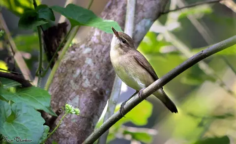 Paddyfield Warbler (Acrocephalus agricola) — photo 3 of 6