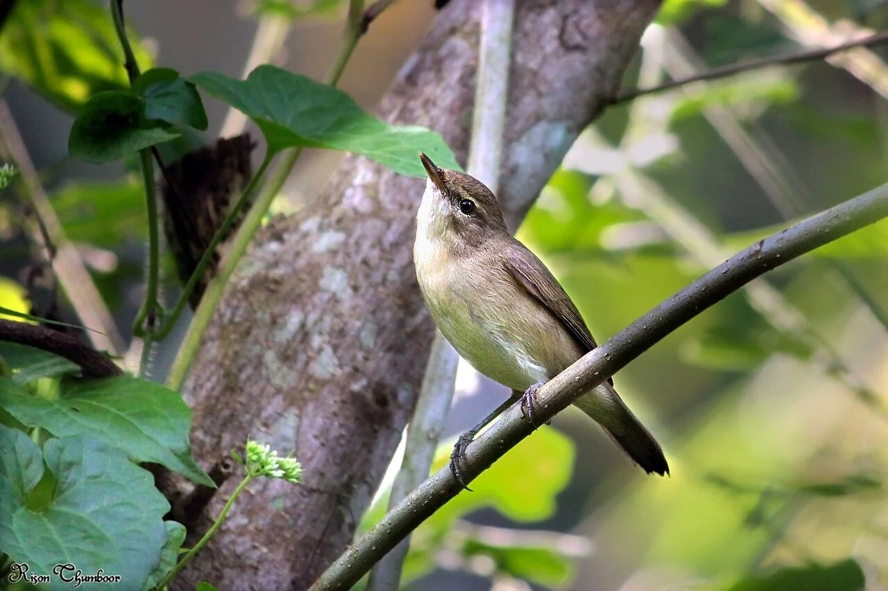 Paddyfield Warbler (Acrocephalus agricola) — photo 3 of 6