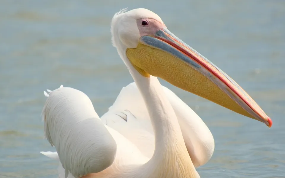 Great White Pelican (Pelecanus onocrotalus) — photo 5 of 6