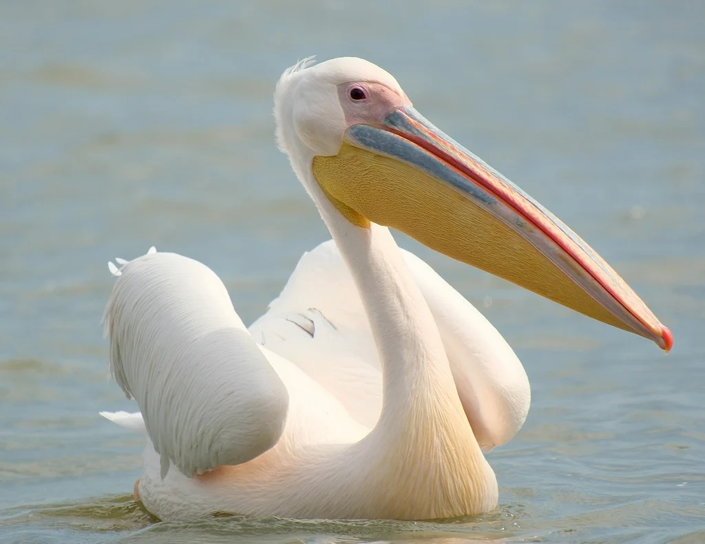 Great White Pelican (Pelecanus onocrotalus) — photo 5 of 6