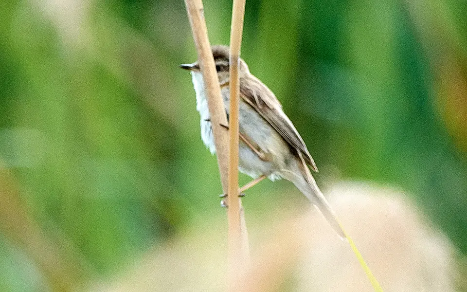 Paddyfield Warbler (Acrocephalus agricola) — photo 4 of 6