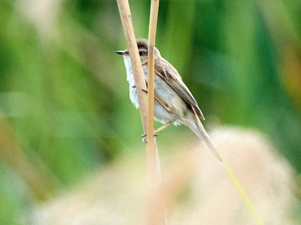 Paddyfield Warbler (Acrocephalus agricola) — photo 4 of 6