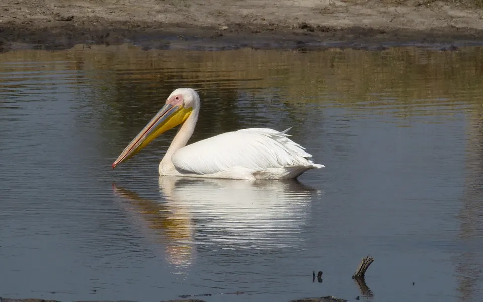 Great White Pelican (Pelecanus onocrotalus) — photo 6 of 6