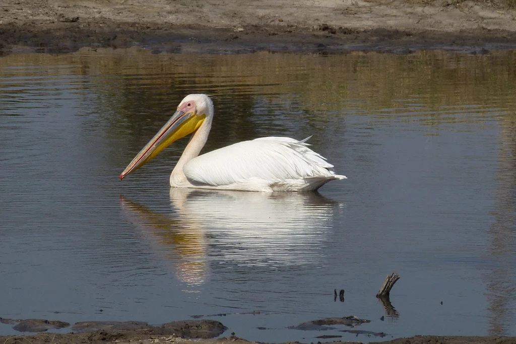 Great White Pelican (Pelecanus onocrotalus) — photo 6 of 6