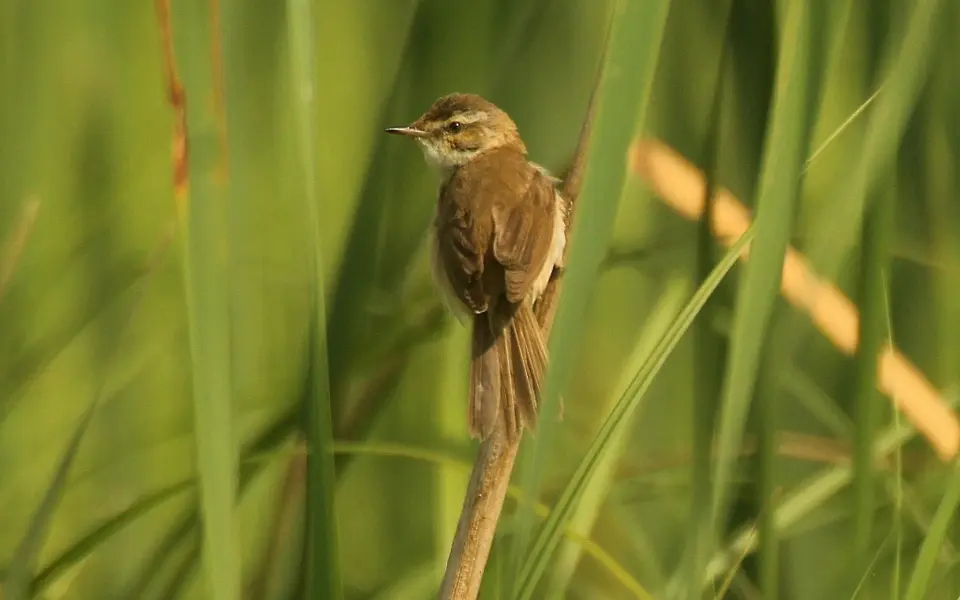 Paddyfield Warbler (Acrocephalus agricola) — photo 5 of 6