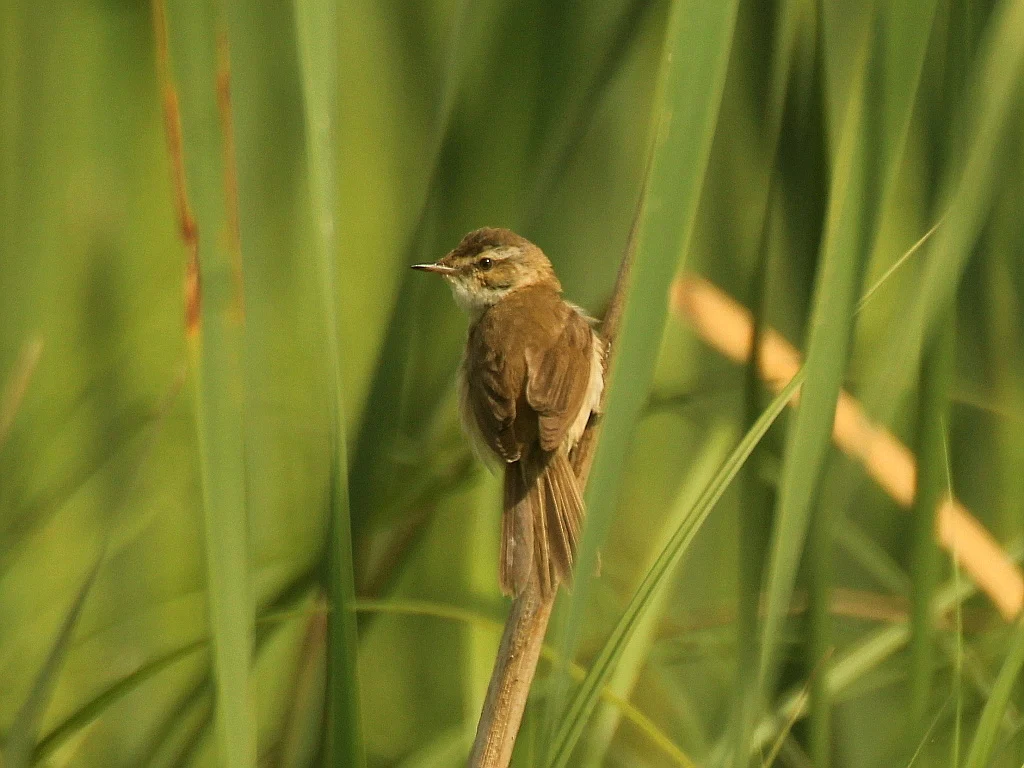 Paddyfield Warbler (Acrocephalus agricola) — photo 5 of 6