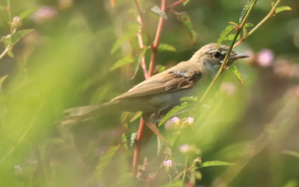 Paddyfield Warbler (Acrocephalus agricola) — photo 6 of 6