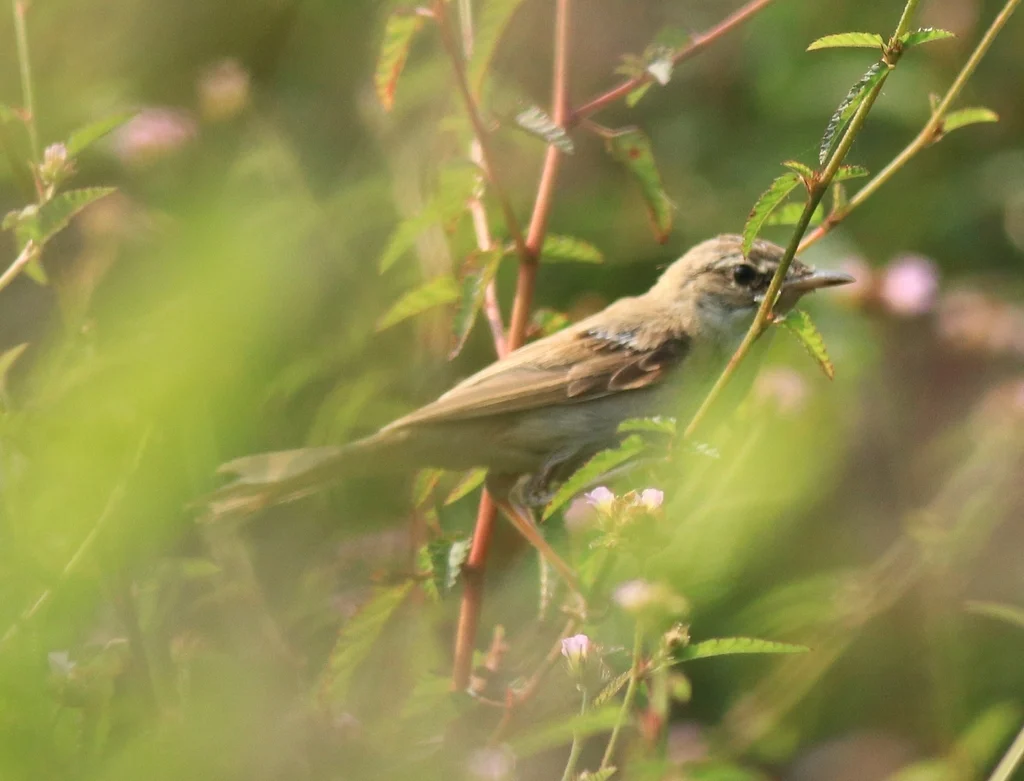 Paddyfield Warbler (Acrocephalus agricola) — photo 6 of 6