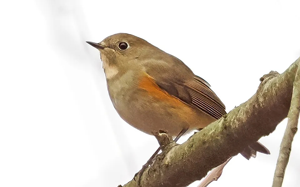 Red-flanked Bluetail
