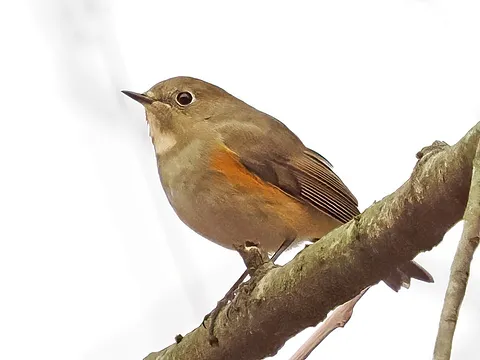 Red-flanked Bluetail