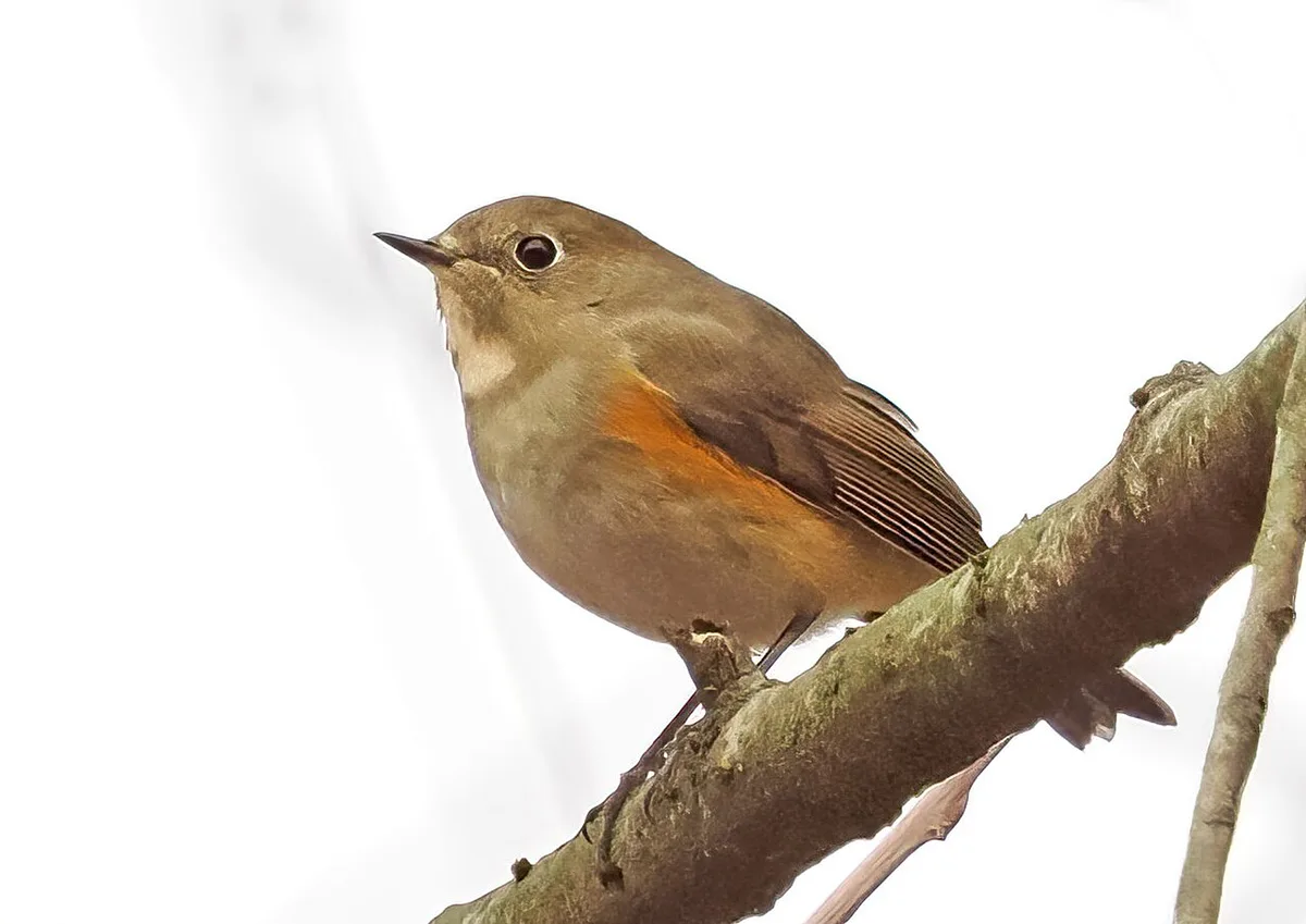 Red-flanked Bluetail