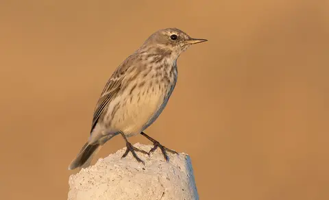 Water Pipit (Anthus spinoletta) — photo 2 of 5
