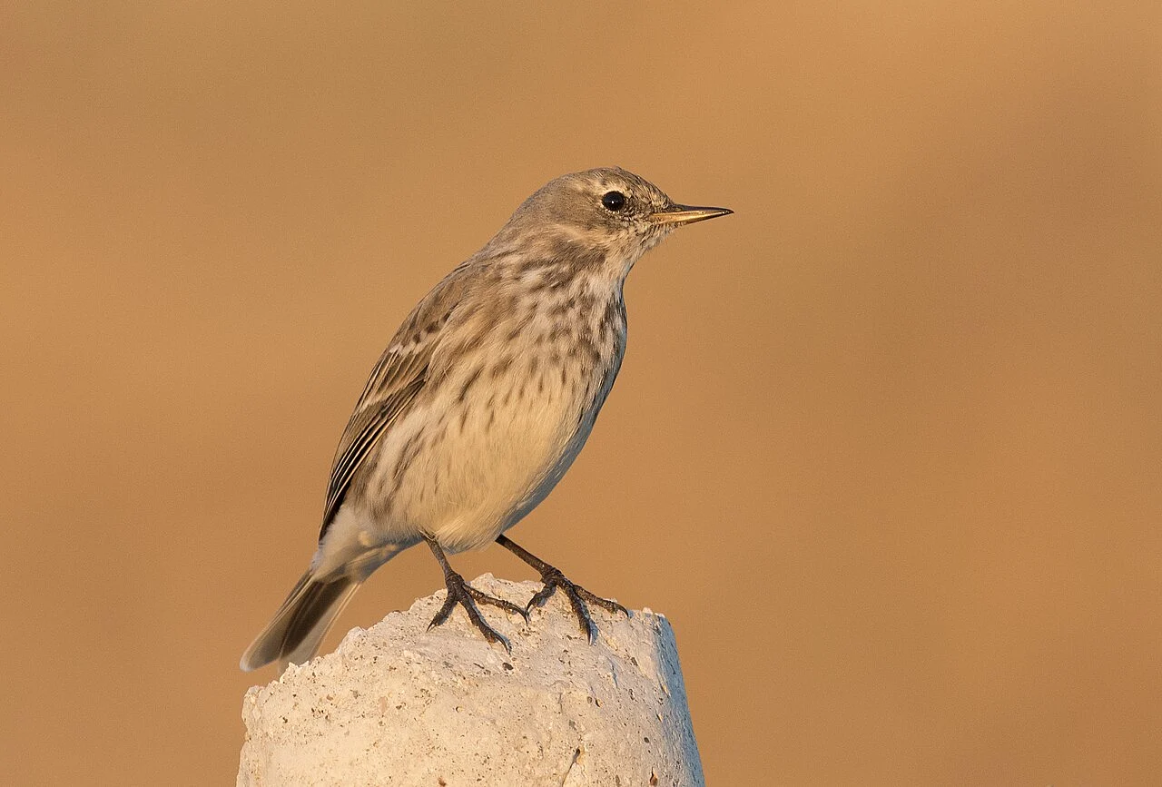 Water Pipit (Anthus spinoletta) — photo 2 of 5