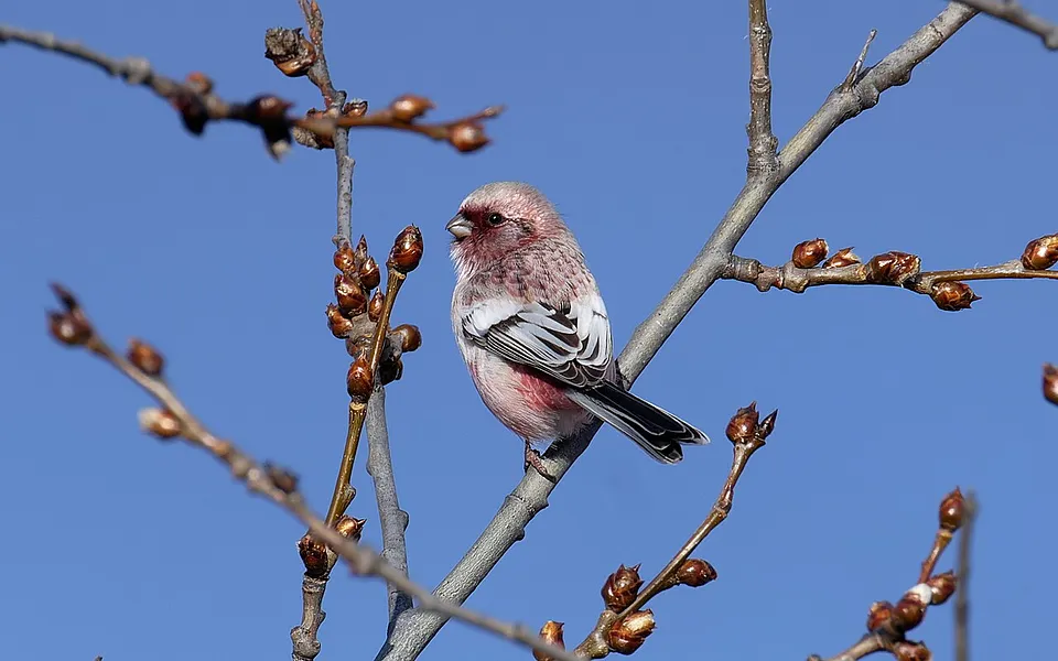 Long-tailed Rosefinch