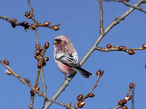 Long-tailed Rosefinch