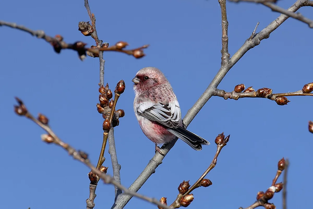 Long-tailed Rosefinch