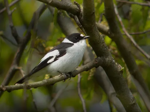 Collared Flycatcher