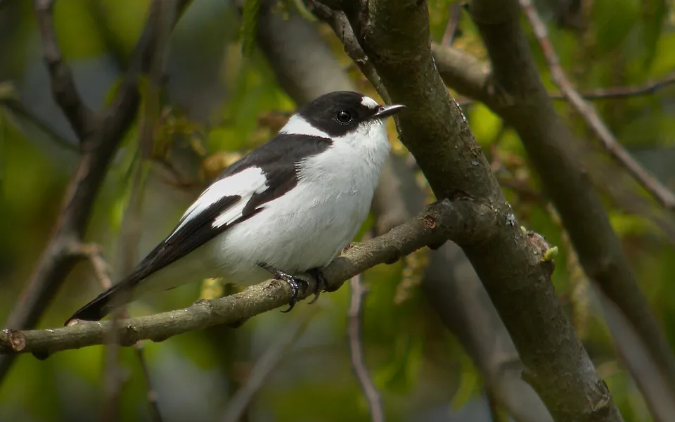 Collared Flycatcher (Ficedula albicollis) — photo 1 of 4