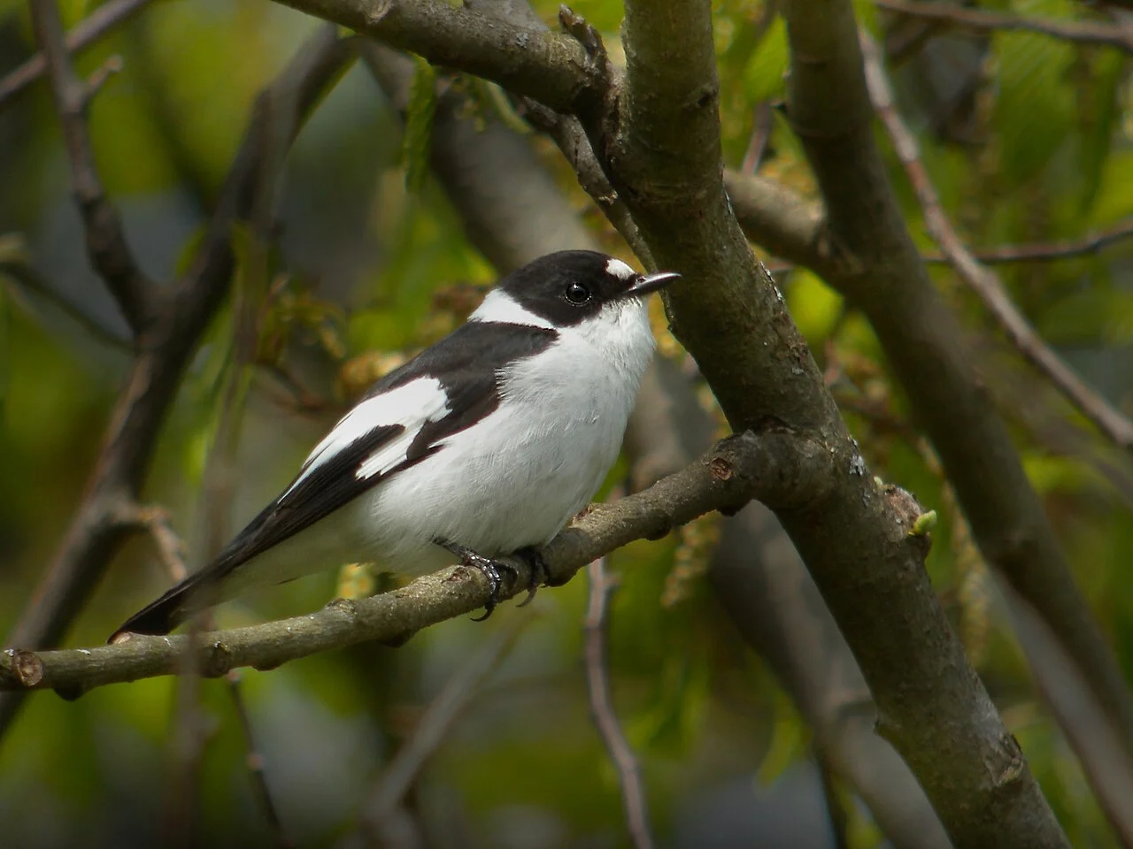 Collared Flycatcher (Ficedula albicollis) — photo 1 of 4
