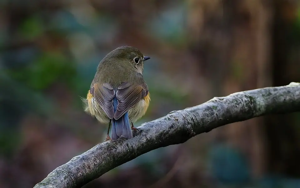Red-flanked Bluetail (Tarsiger cyanurus) — photo 2 of 10