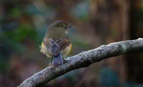 Red-flanked Bluetail (Tarsiger cyanurus) — photo 2 of 10