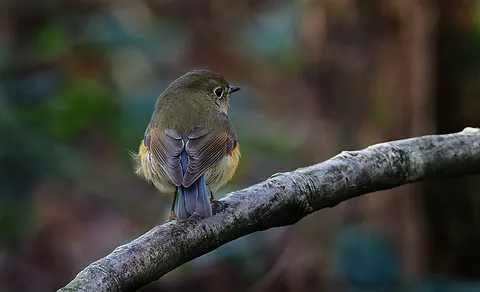 Red-flanked Bluetail