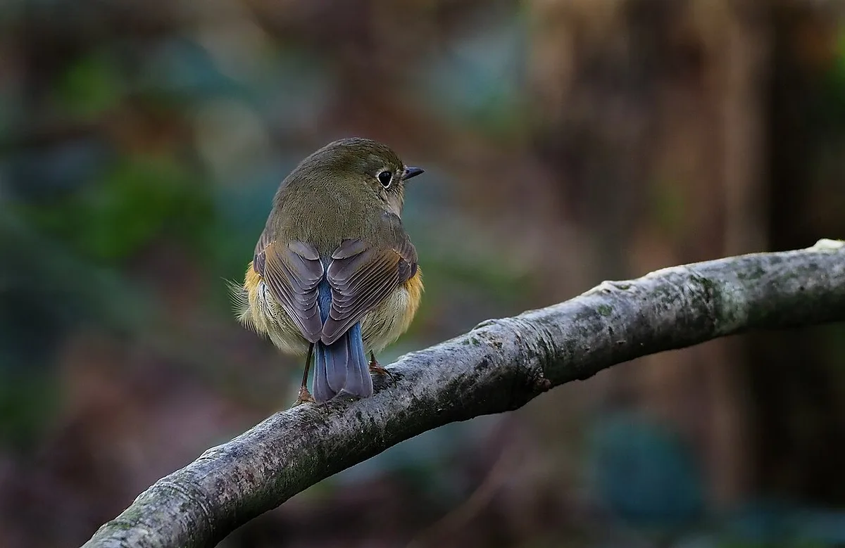 Red-flanked Bluetail