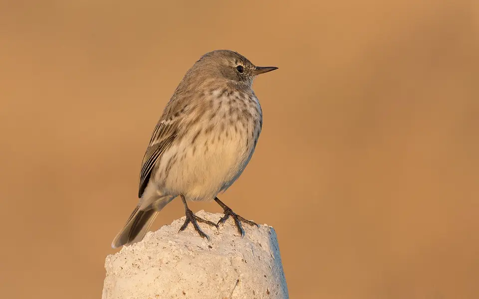 Water Pipit (Anthus spinoletta) — photo 3 of 5