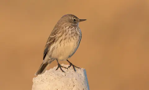 Water Pipit (Anthus spinoletta) — photo 3 of 5