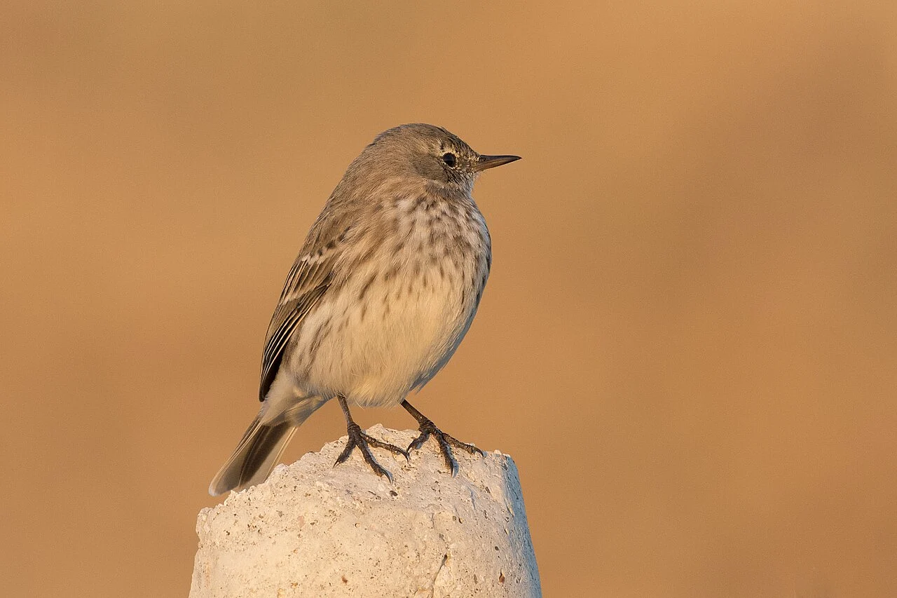 Water Pipit (Anthus spinoletta) — photo 3 of 5
