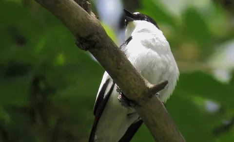 Collared Flycatcher (Ficedula albicollis) — photo 2 of 4