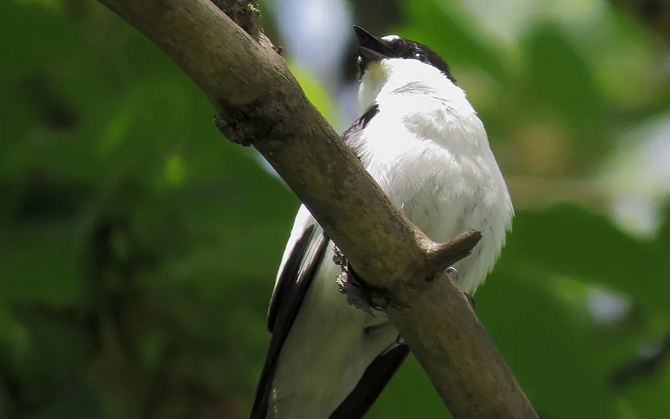 Collared Flycatcher (Ficedula albicollis) — photo 2 of 4