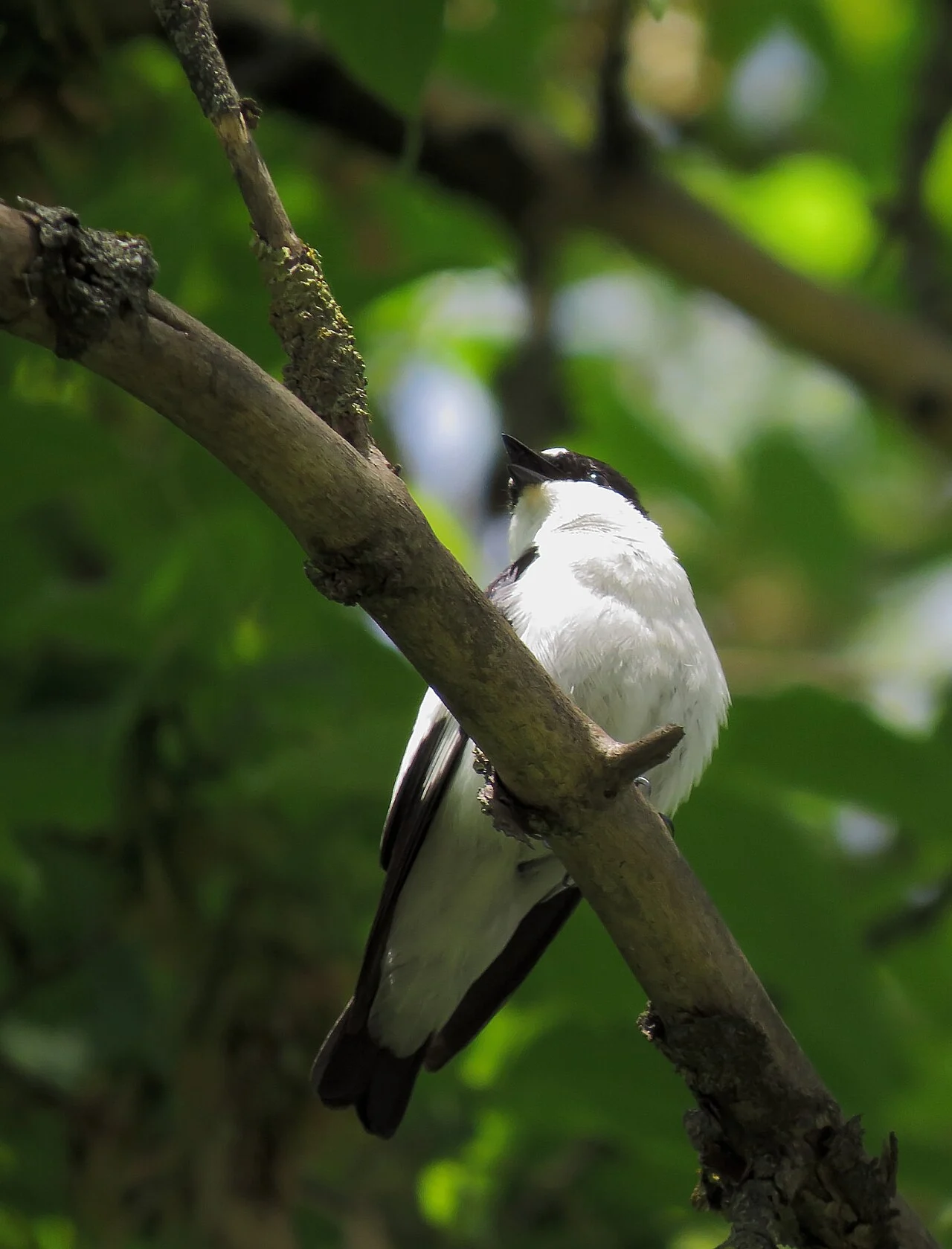 Collared Flycatcher (Ficedula albicollis) — photo 2 of 4