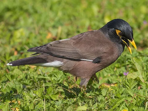 Common Myna