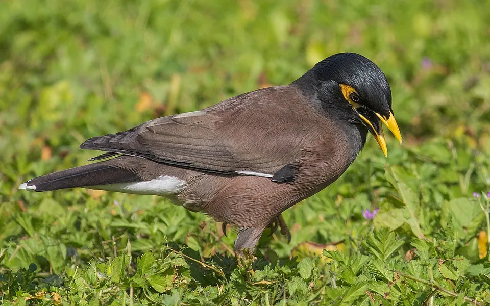 Common Myna (Acridotheres tristis) — photo 1 of 6
