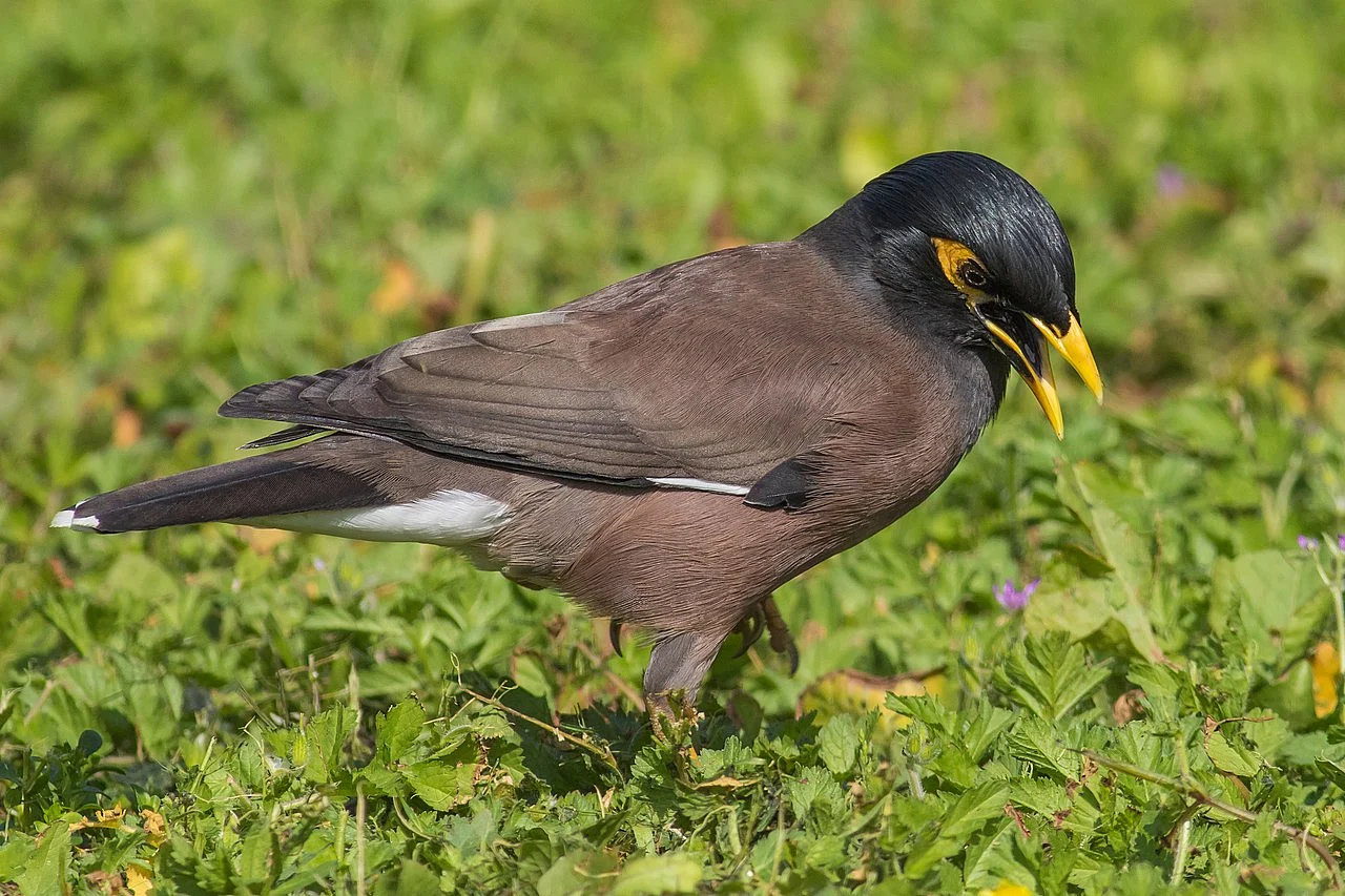 Common Myna (Acridotheres tristis) — photo 1 of 6