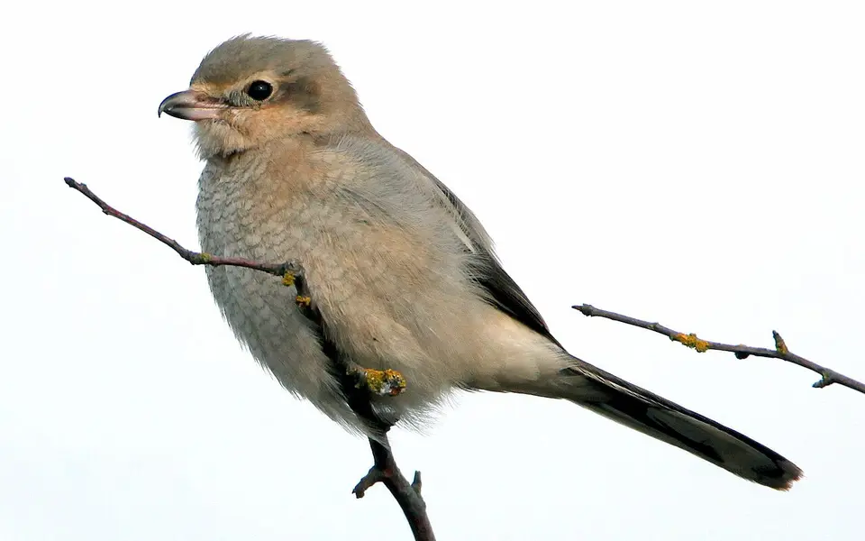 Northern Shrike (Lanius borealis) — photo 2 of 5