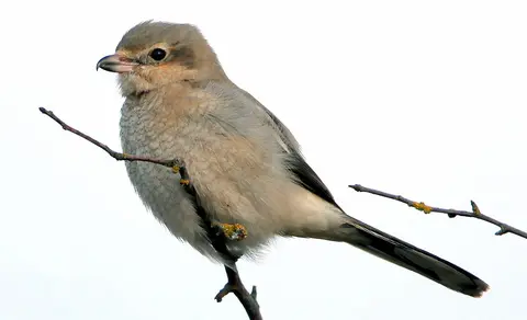 Northern Shrike (Lanius borealis) — photo 2 of 5