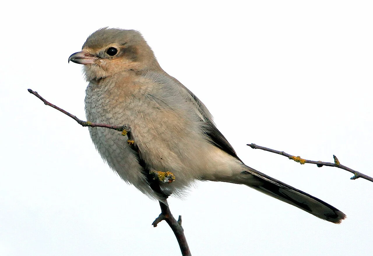 Northern Shrike (Lanius borealis) — photo 2 of 5