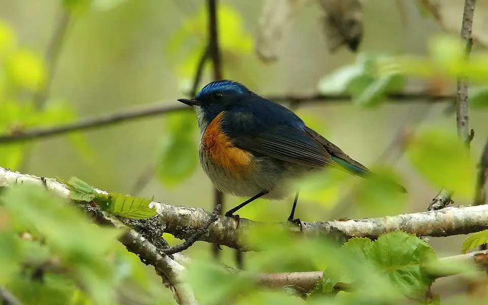 Red-flanked Bluetail (Tarsiger cyanurus) — photo 3 of 10