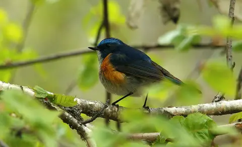 Red-flanked Bluetail (Tarsiger cyanurus) — photo 3 of 10