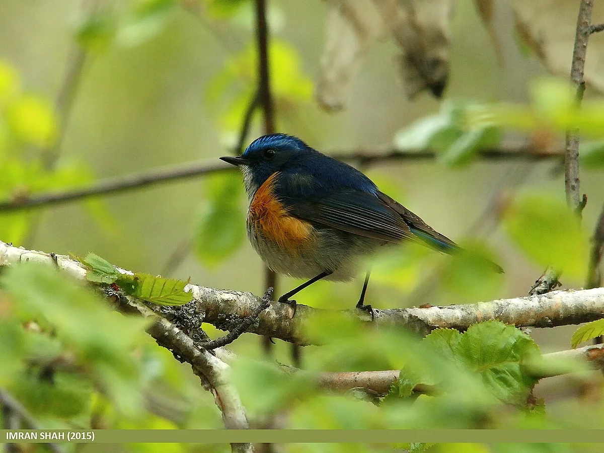 Red-flanked Bluetail