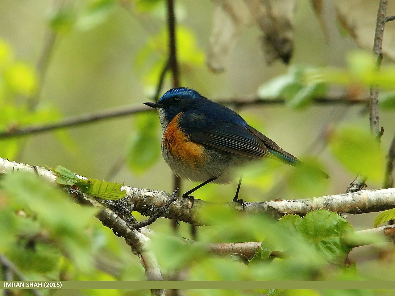 Red-flanked Bluetail