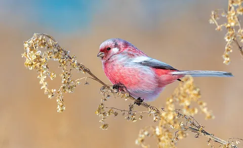 Long-tailed Rosefinch