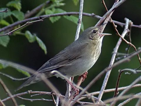 River Warbler