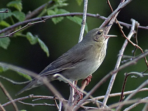 River Warbler