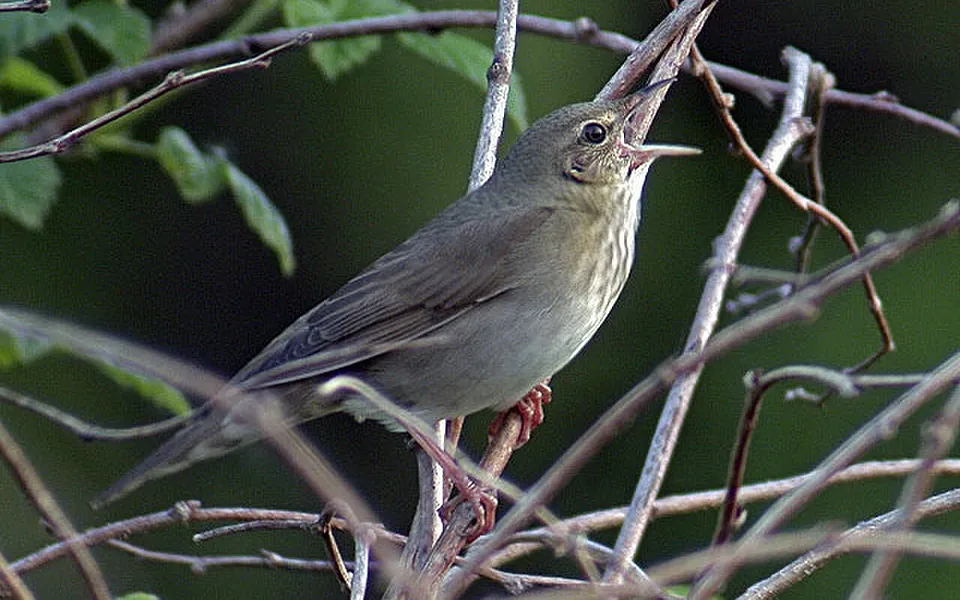 River Warbler